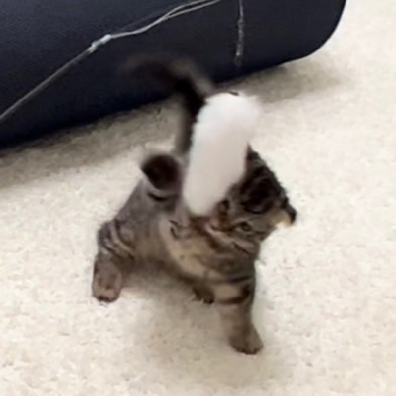 あゆ