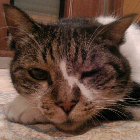 あゆ