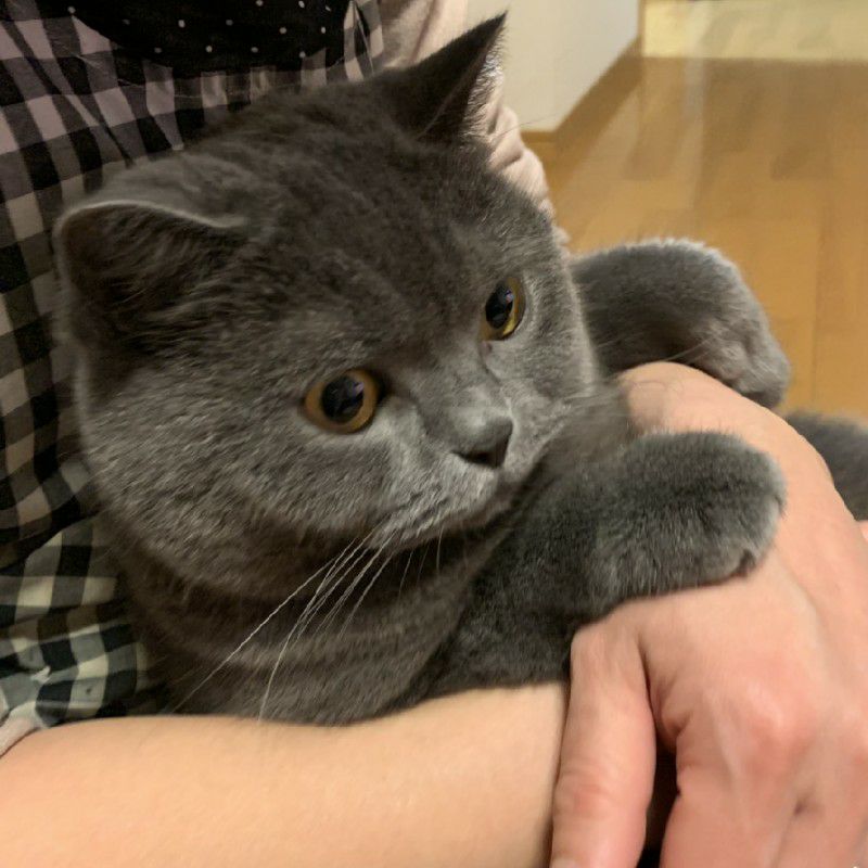 ごま太郎