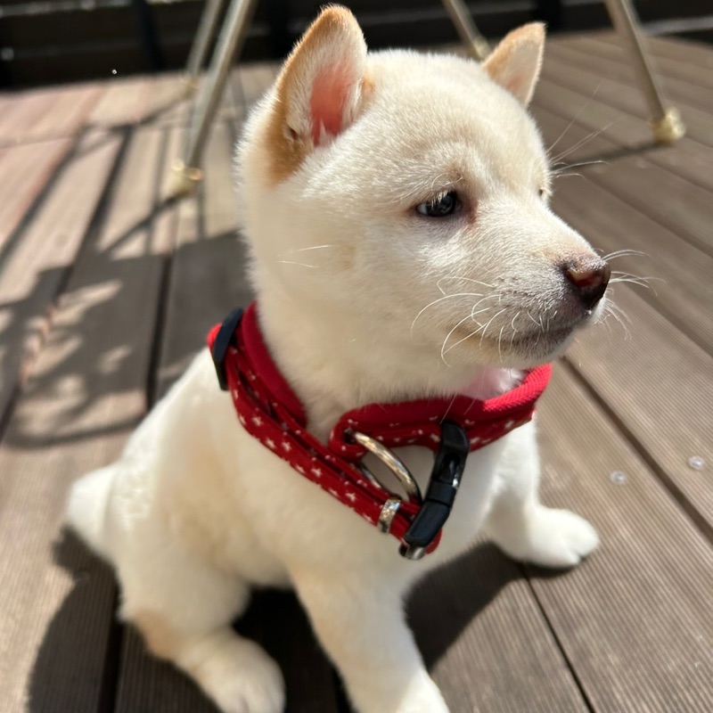 やすえ
