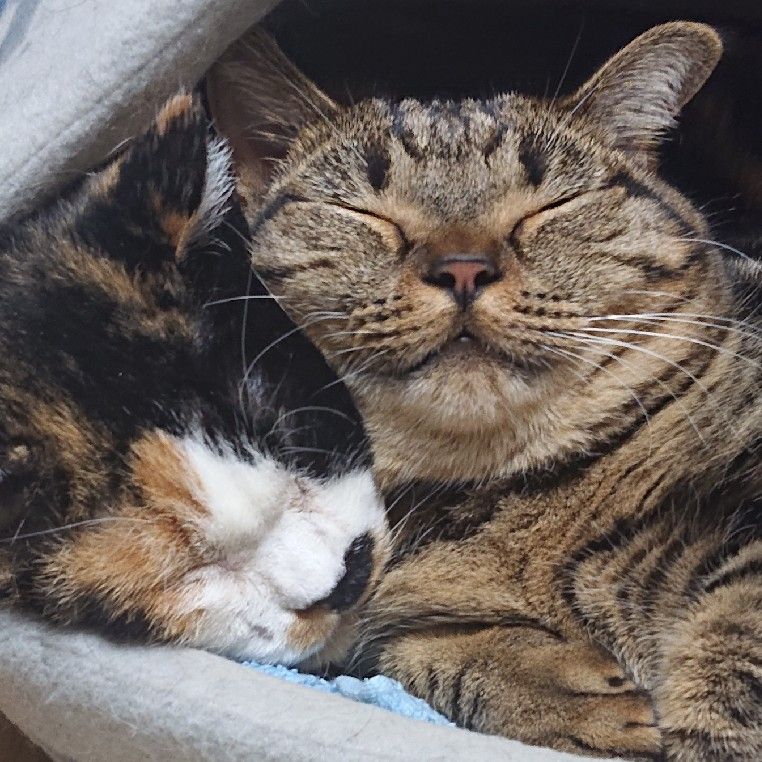 にゃらっと