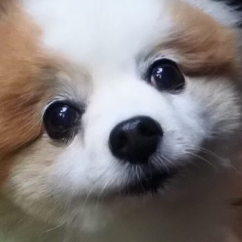 ももす