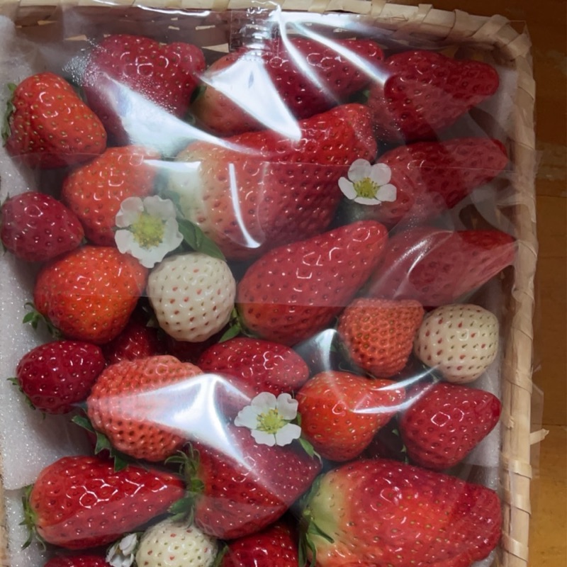 チカ