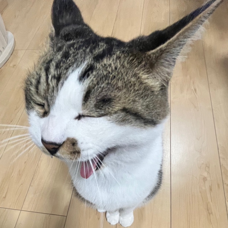 加藤千聖