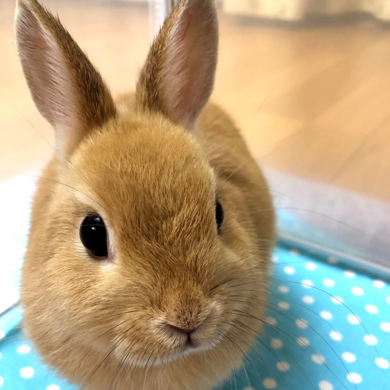 チャロ
