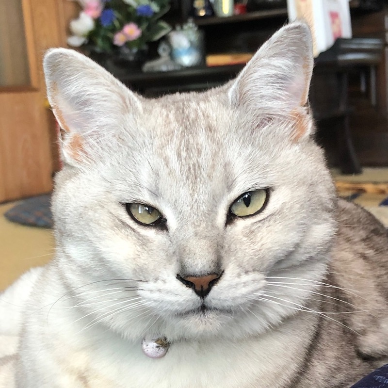 にしこ