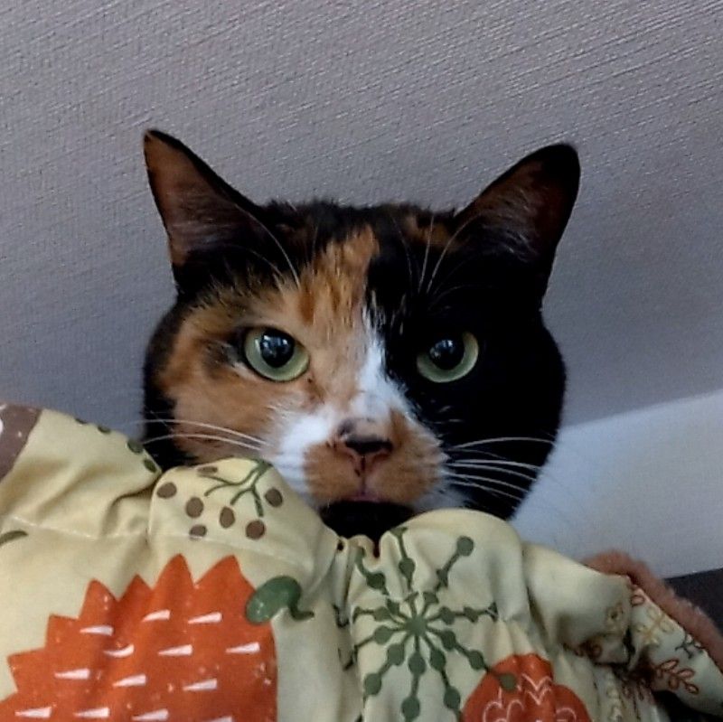 三毛猫のママ