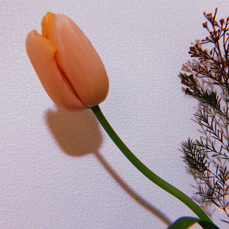 菅智子