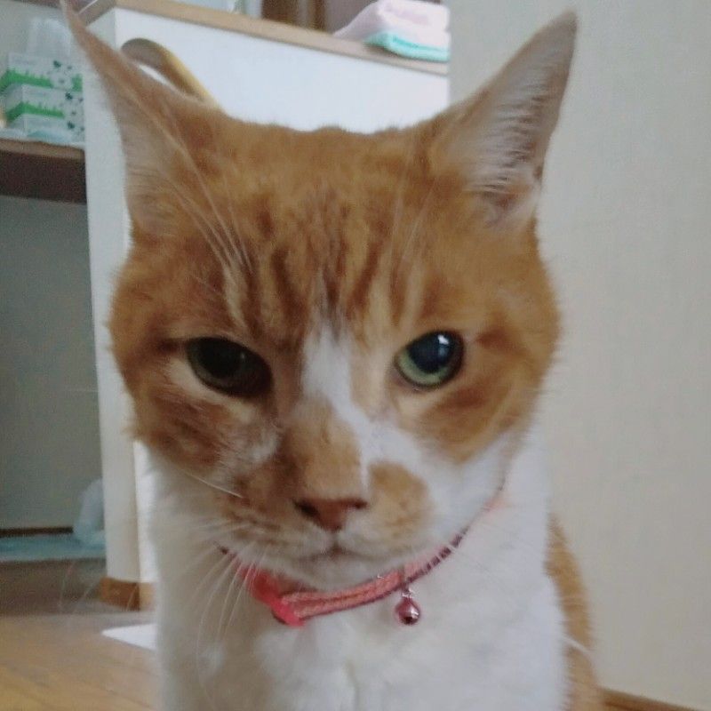 高津幸美