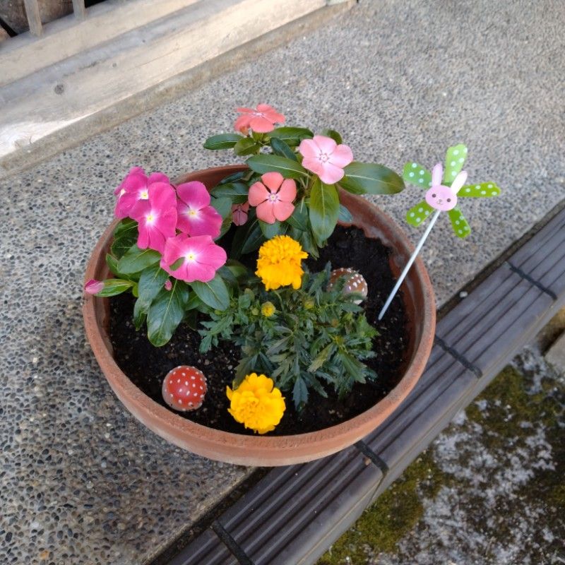 ひみみ