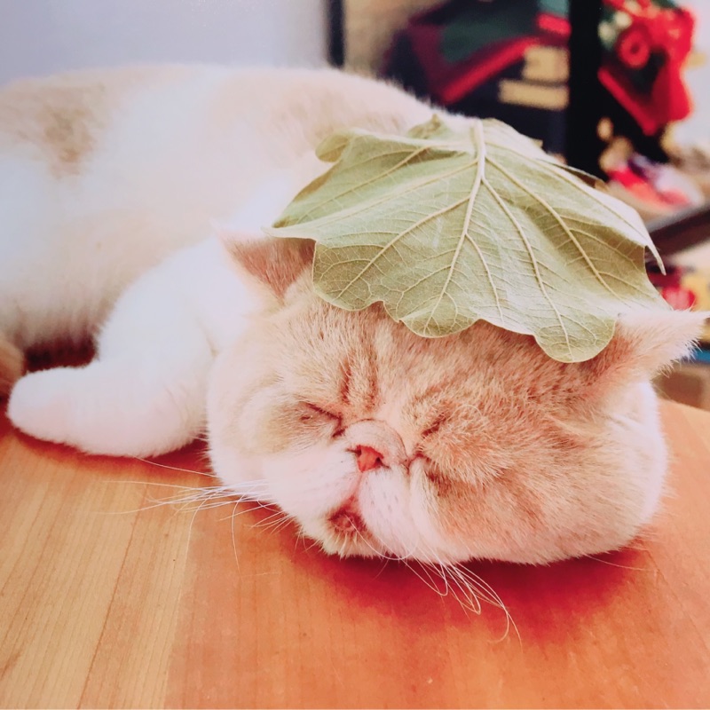 芦野　愛