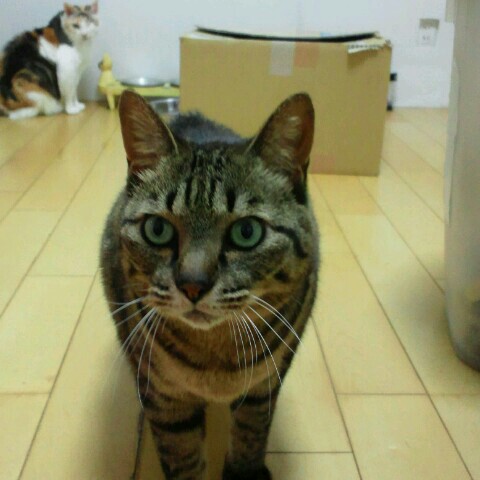らむね