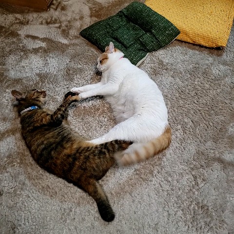 十倉　里枝子
