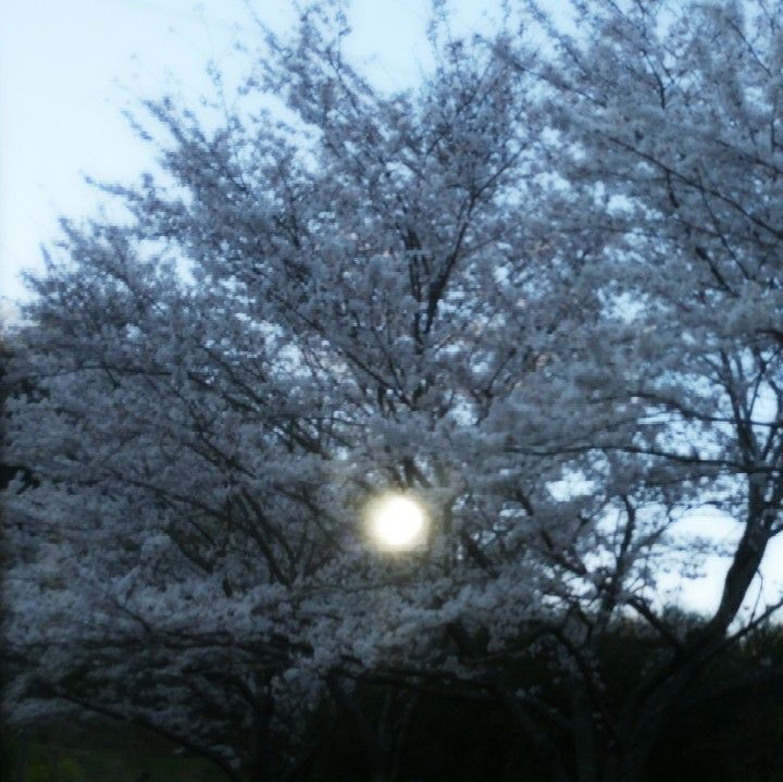 今井（高柳）