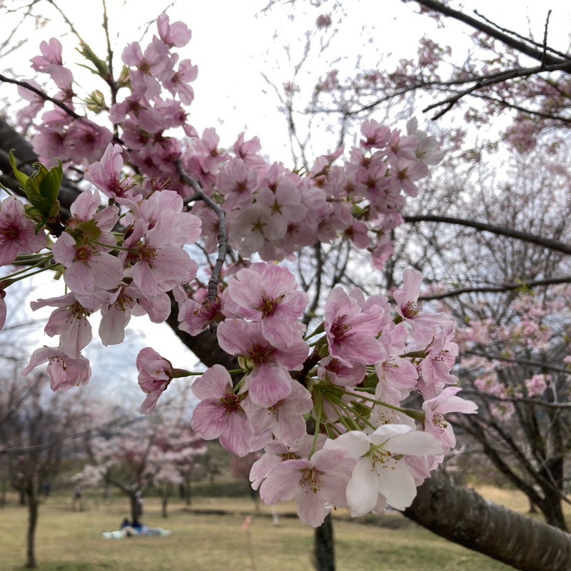 上米良　朱美