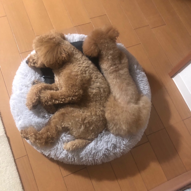 秋葉　保恵