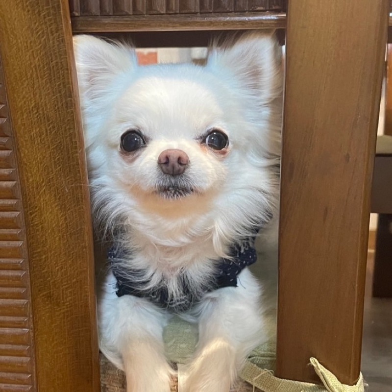 冨家真紀