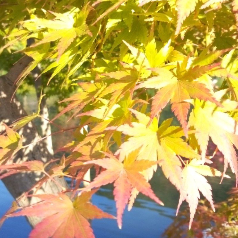 かよかよ