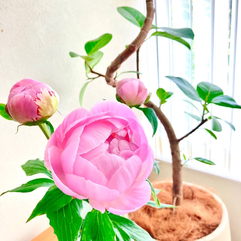 m.ino