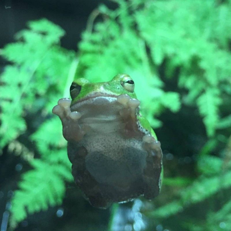 みゅうみゅう