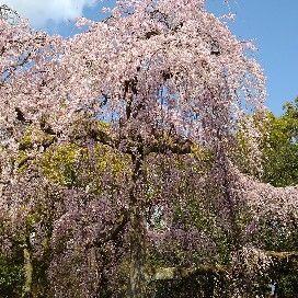 市川　みゆき