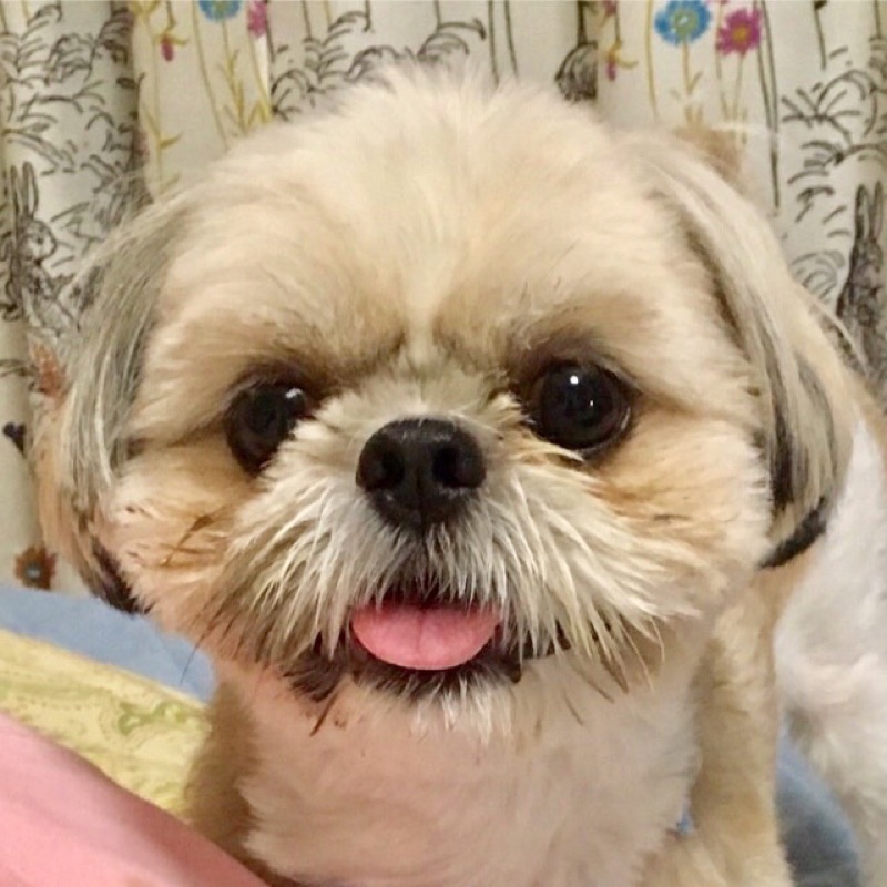 ちび🐶