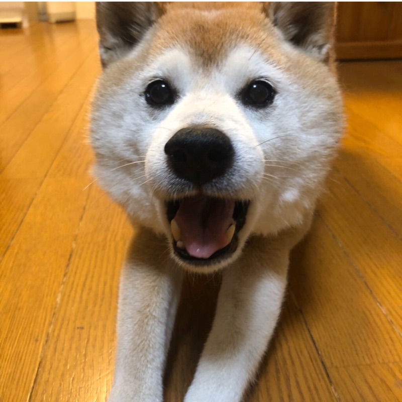 ヤマタ