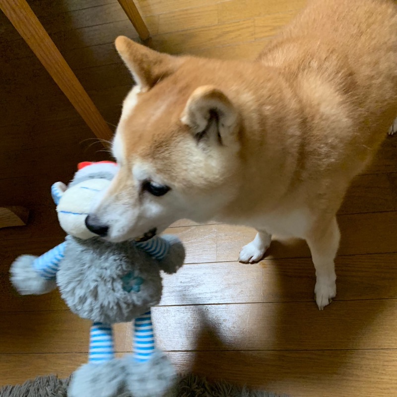 アンポン太
