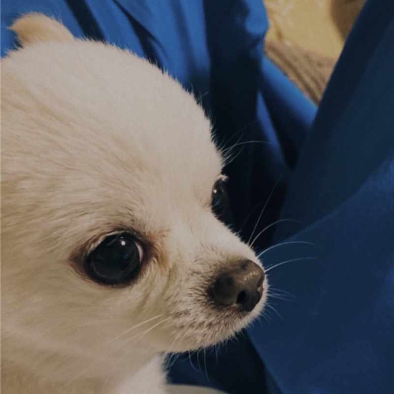 うさこ