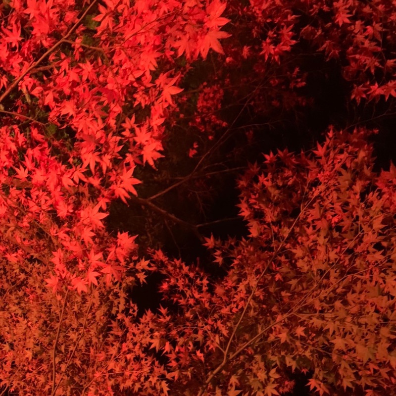 藤原沙世