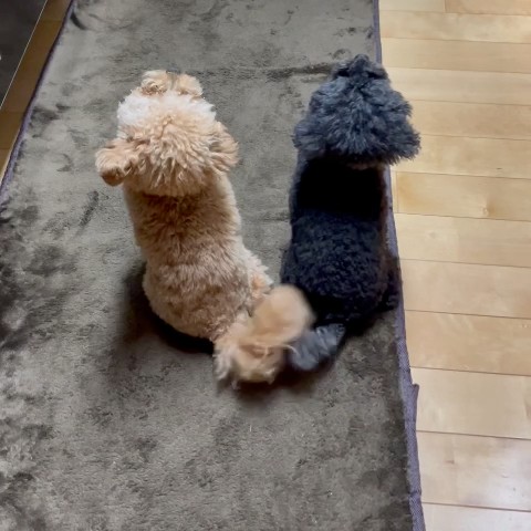 モこ