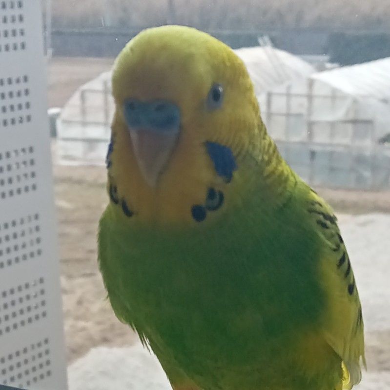 矢内 孔祥
