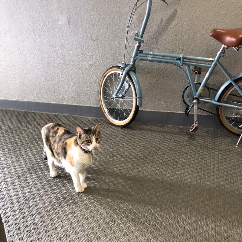 友井 博子