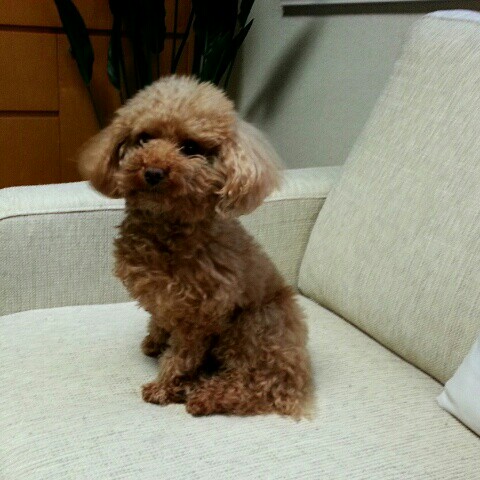 森戸久美子