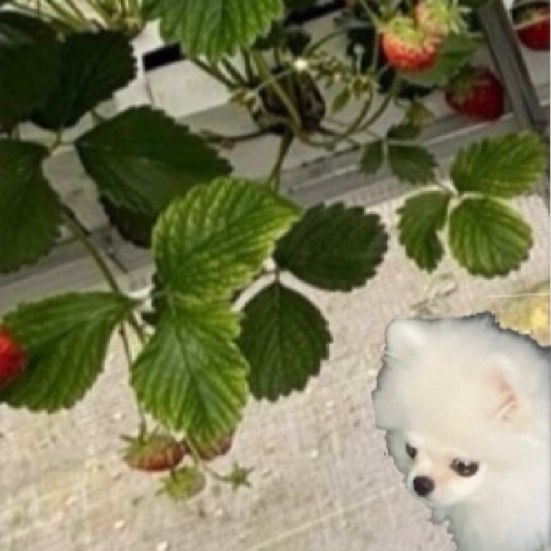 裕介