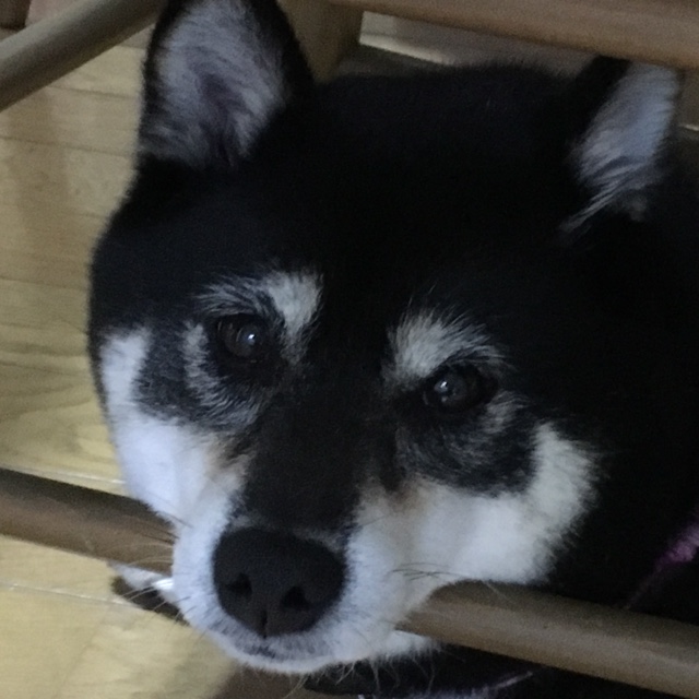 上林延子