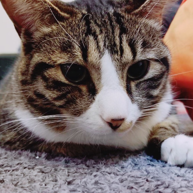 吉澤さおり