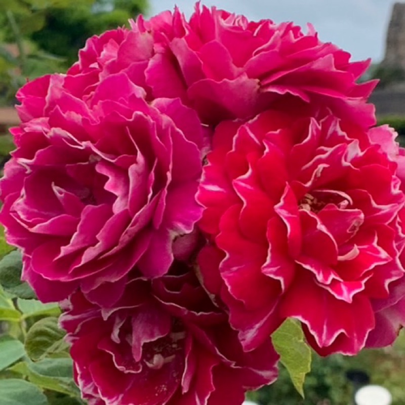 芝野博子