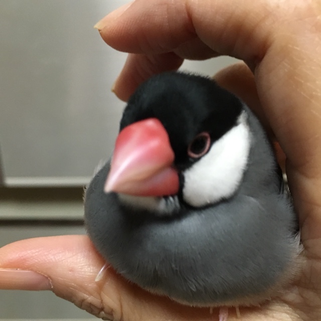 草川　清美