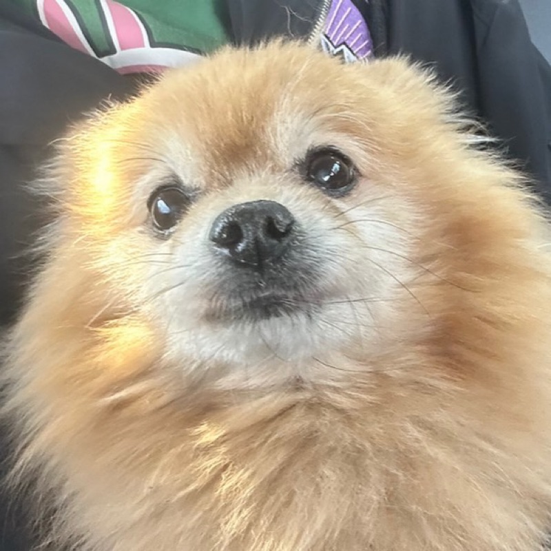 モモ