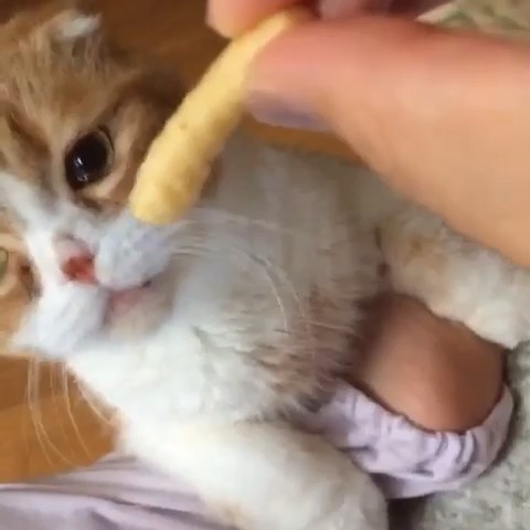 平松まき