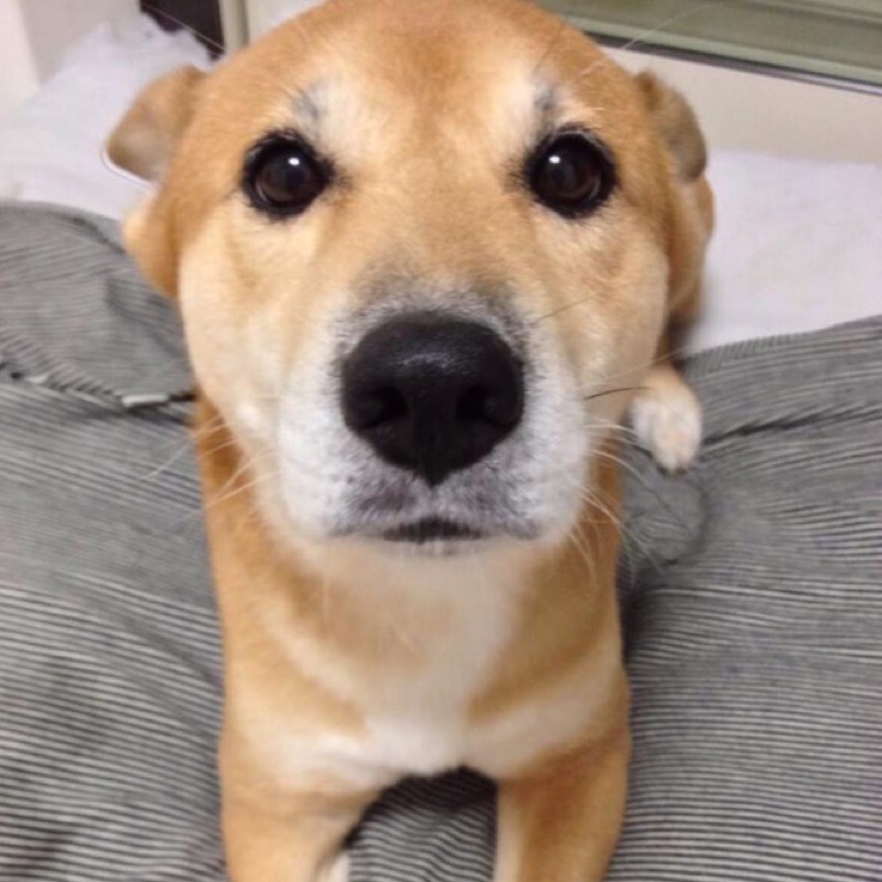 ゆり