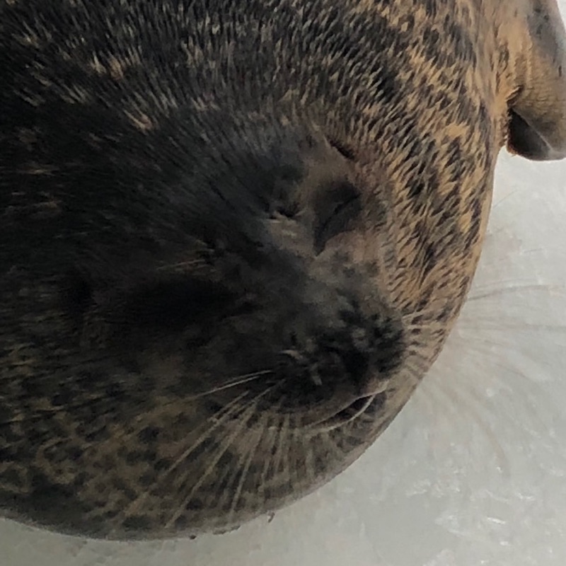 もふもふん