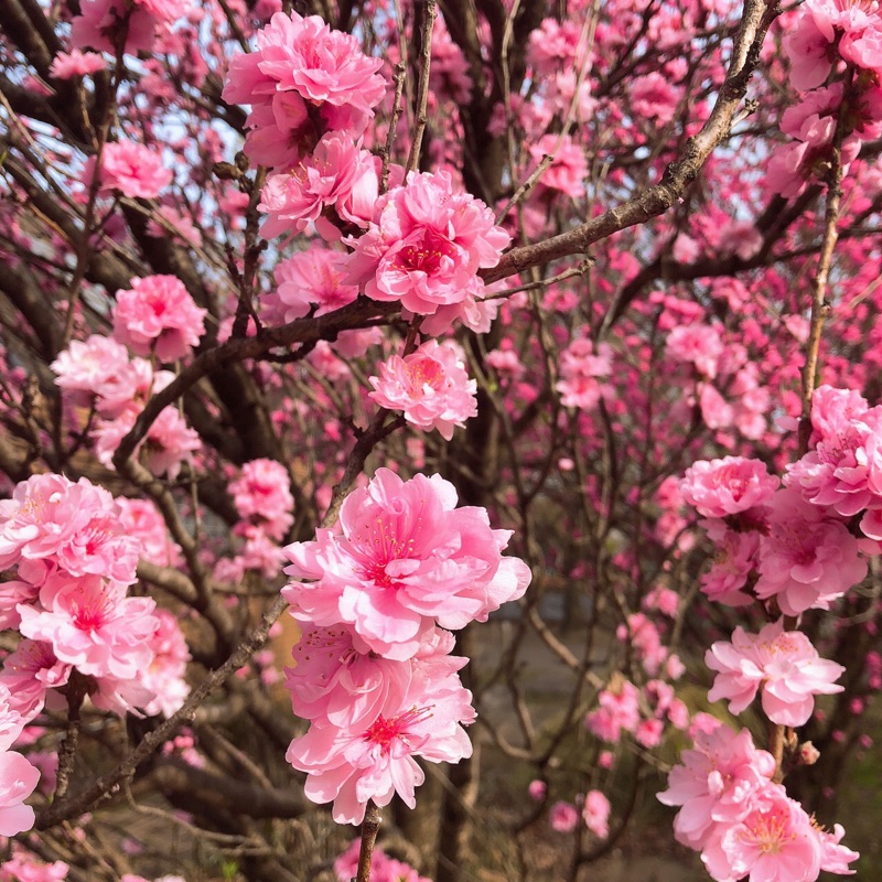 藤井