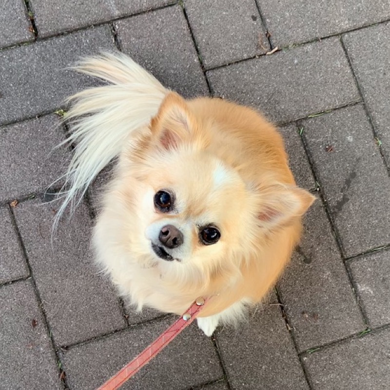 ひかりん