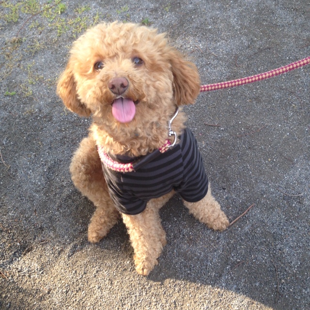 柏浦　スエリー