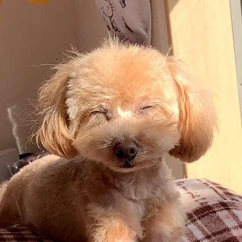 るる、きき