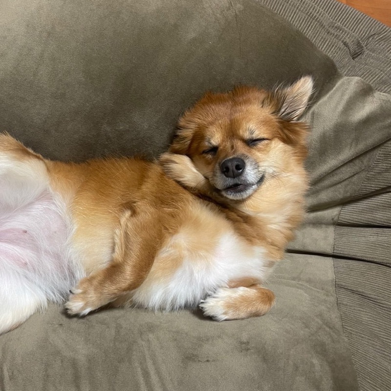 梨愛