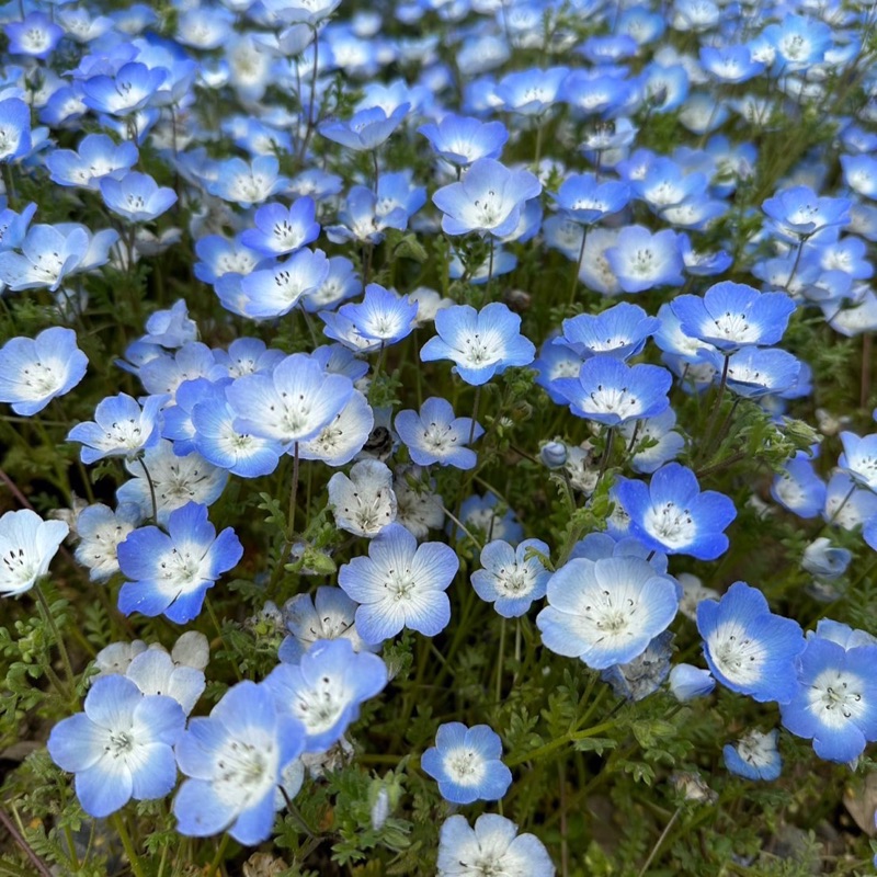 関野純子