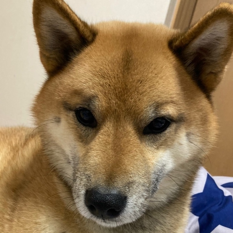 ちはる